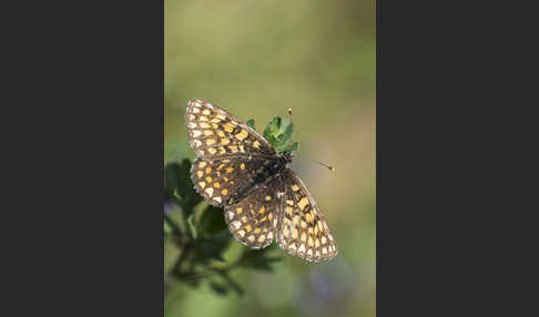 Wachtelweizen-Scheckenfalter (Melitaea athalia)