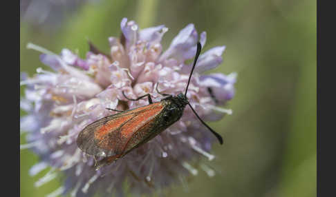 Thymian-Widderchen (Zygaena purpuralis)