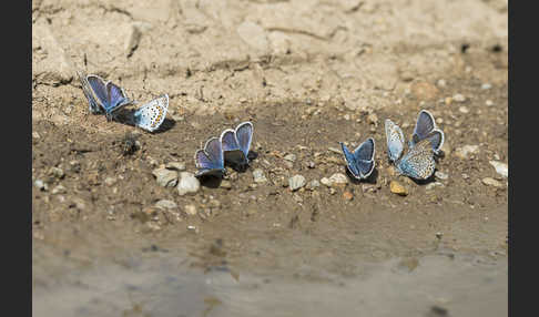 Argus-Bläuling (Plebeius argus)