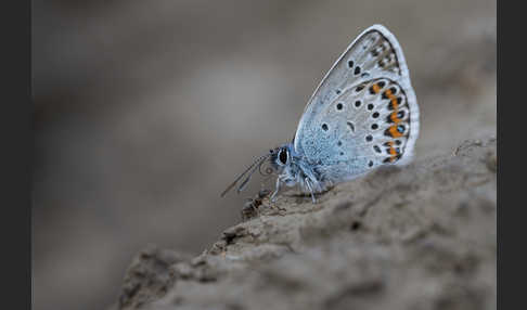 Argus-Bläuling (Plebeius argus)