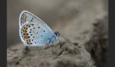 Argus-Bläuling (Plebeius argus)