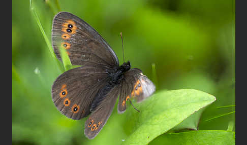 Rundaugen-Mohrenfalter (Erebia medusa)