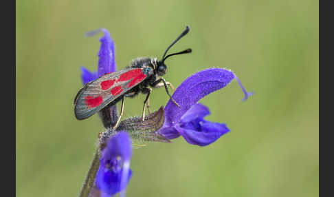 Klee-Widderchen (Zygaena trifolii)