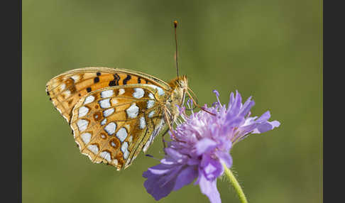 Märzveilchen-Perlmutterfalter (Argynnis adippe)