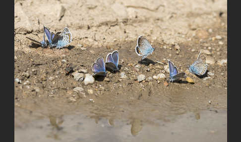 Argus-Bläuling (Plebeius argus)