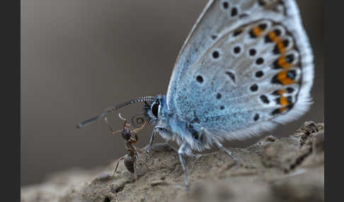 Argus-Bläuling (Plebeius argus)