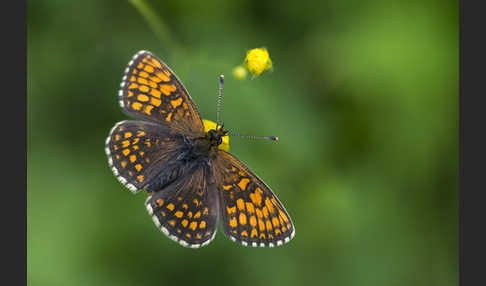 Wachtelweizen-Scheckenfalter (Melitaea athalia)