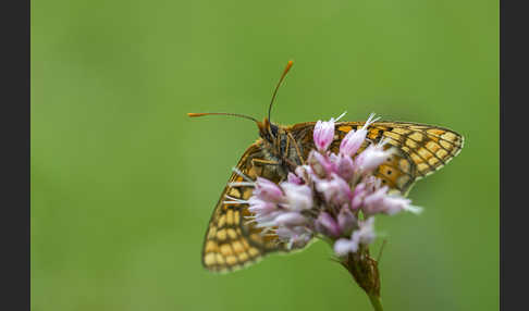 Abbiß-Scheckenfalter (Eurodryas aurinia)