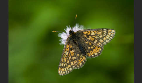 Abbiß-Scheckenfalter (Eurodryas aurinia)