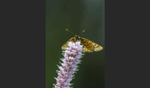 Abbiß-Scheckenfalter (Eurodryas aurinia)