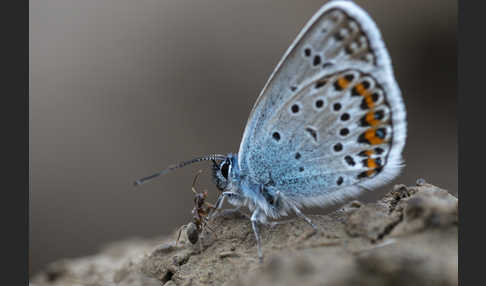 Argus-Bläuling (Plebeius argus)