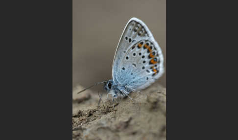 Argus-Bläuling (Plebeius argus)