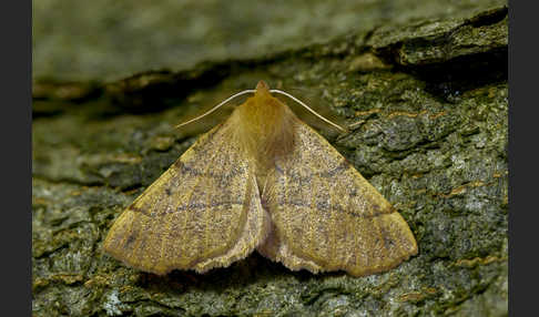 Federfühler-Herbstspanner (Colotois pennaria)