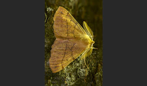 Federfühler-Herbstspanner (Colotois pennaria)