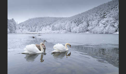 Höckerschwan (Cygnus olor)