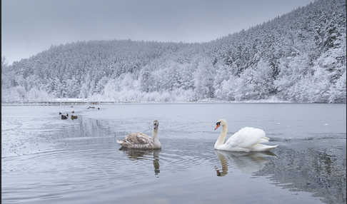 Höckerschwan (Cygnus olor)