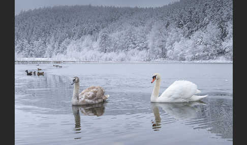 Höckerschwan (Cygnus olor)