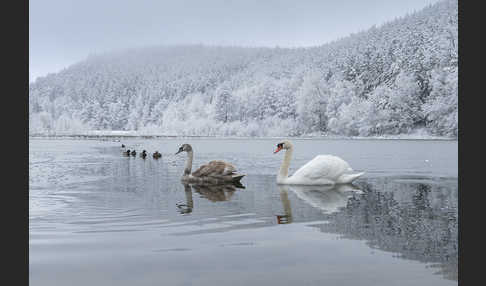 Höckerschwan (Cygnus olor)