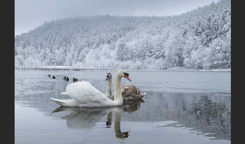 Höckerschwan (Cygnus olor)