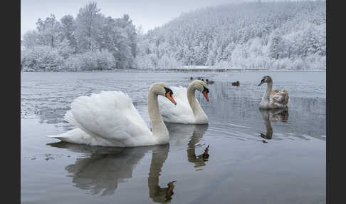 Höckerschwan (Cygnus olor)