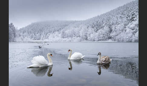 Höckerschwan (Cygnus olor)