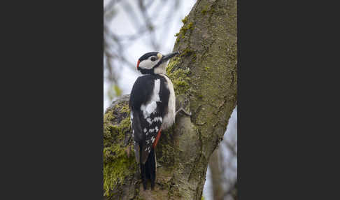 Buntspecht (Dendrocopos major)