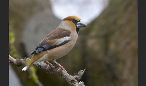 Kernbeißer (Coccothraustes coccothraustes)