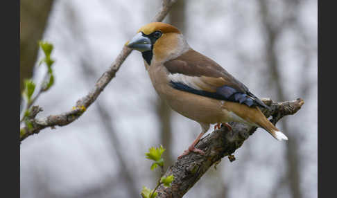 Kernbeißer (Coccothraustes coccothraustes)