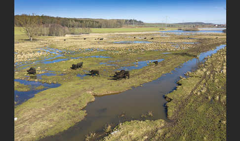 Wasserbüffel (Bubalus arnee)