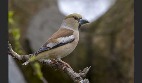 Kernbeißer (Coccothraustes coccothraustes)