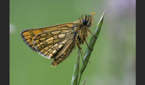 Gelbwürfeliger Dickkopffalter (Carterocephalus palaemon)