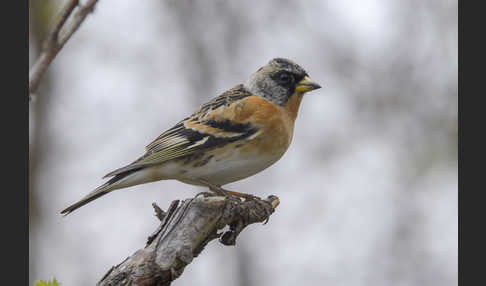 Bergfink (Fringilla montifringilla)