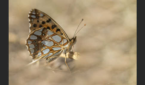 Kleiner Perlmutterfalter (Issoria lathonia)