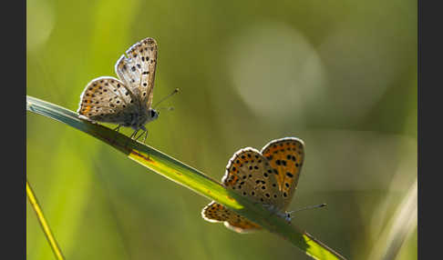 Schwefelvögelchen (Lycaena tityrus)