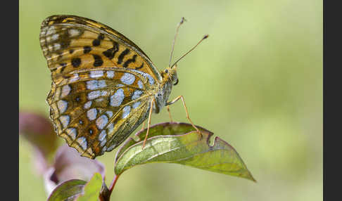 Märzveilchen-Perlmutterfalter (Argynnis adippe)