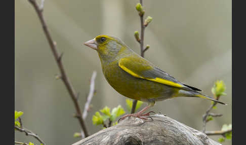 Grünfink (Carduelis chloris)