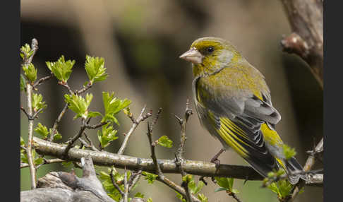 Grünfink (Carduelis chloris)