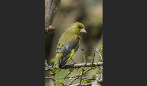 Grünfink (Carduelis chloris)