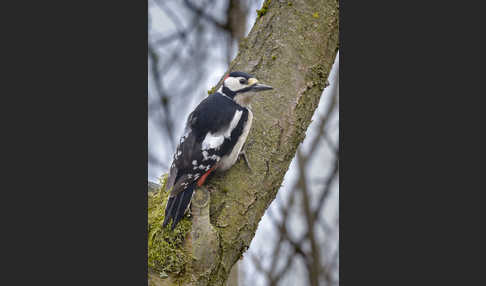 Buntspecht (Dendrocopos major)