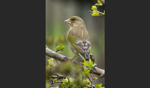 Grünfink (Carduelis chloris)