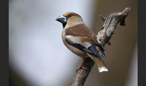 Kernbeißer (Coccothraustes coccothraustes)