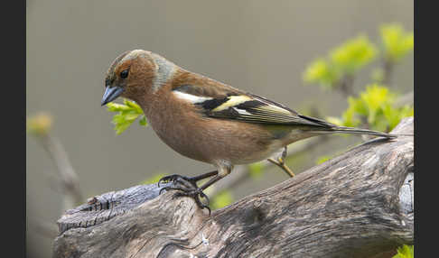 Buchfink (Fringilla coelebs)