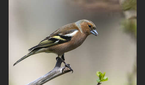 Buchfink (Fringilla coelebs)