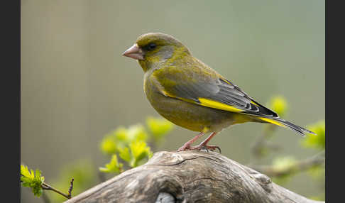 Grünfink (Carduelis chloris)