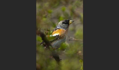 Bergfink (Fringilla montifringilla)