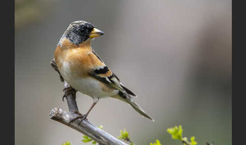 Bergfink (Fringilla montifringilla)