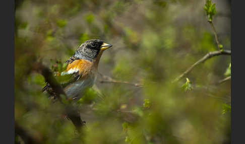 Bergfink (Fringilla montifringilla)