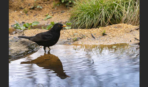 Amsel (Turdus merula)