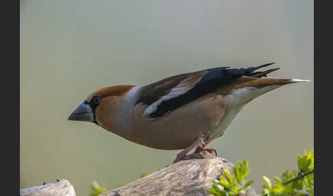 Kernbeißer (Coccothraustes coccothraustes)