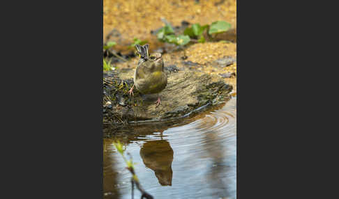 Grünfink (Carduelis chloris)